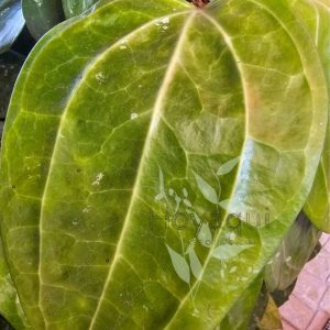 Hoya latifolia (large leaves)