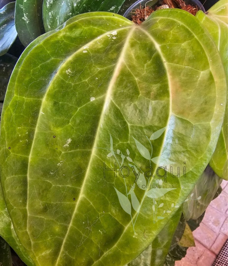 Hoya latifolia (large leaves)