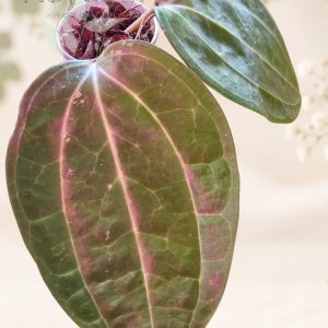 Hoya latifolia Large Leaf