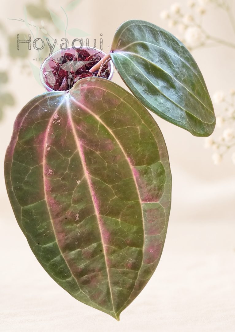 Hoya latifolia Large Leaf