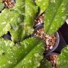 Hoya undulata (splash)