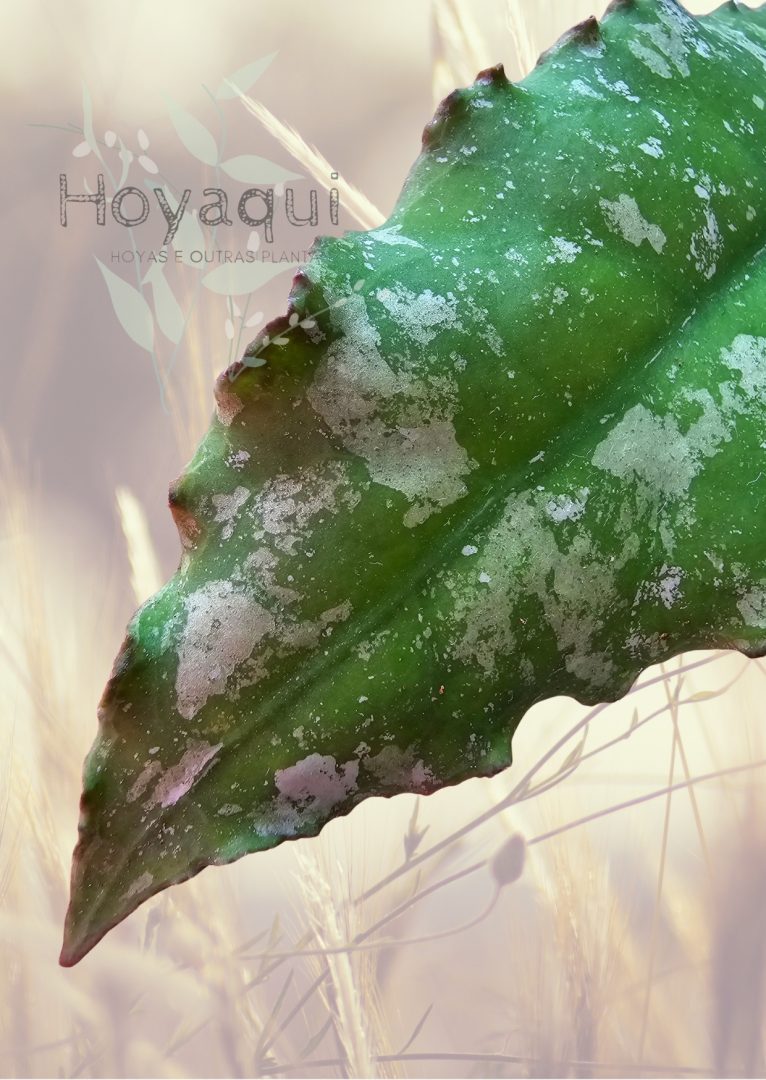 Hoya undulata (splash)