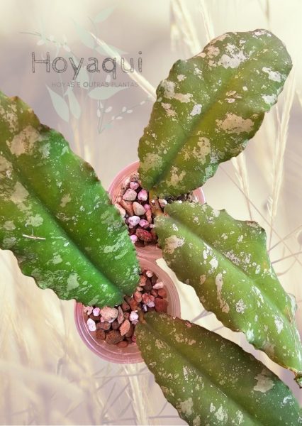 Hoya undulata (splash)