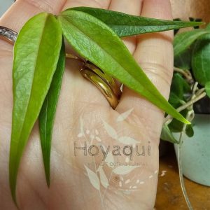 Hoya leucantha PNG (corte)