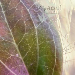 Hoya pentaphlebia