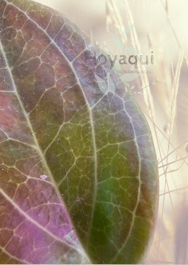 Hoya pentaphlebia