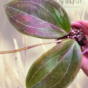Hoya pentaphlebia