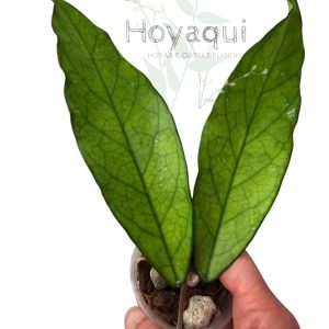 Hoya dasyantha