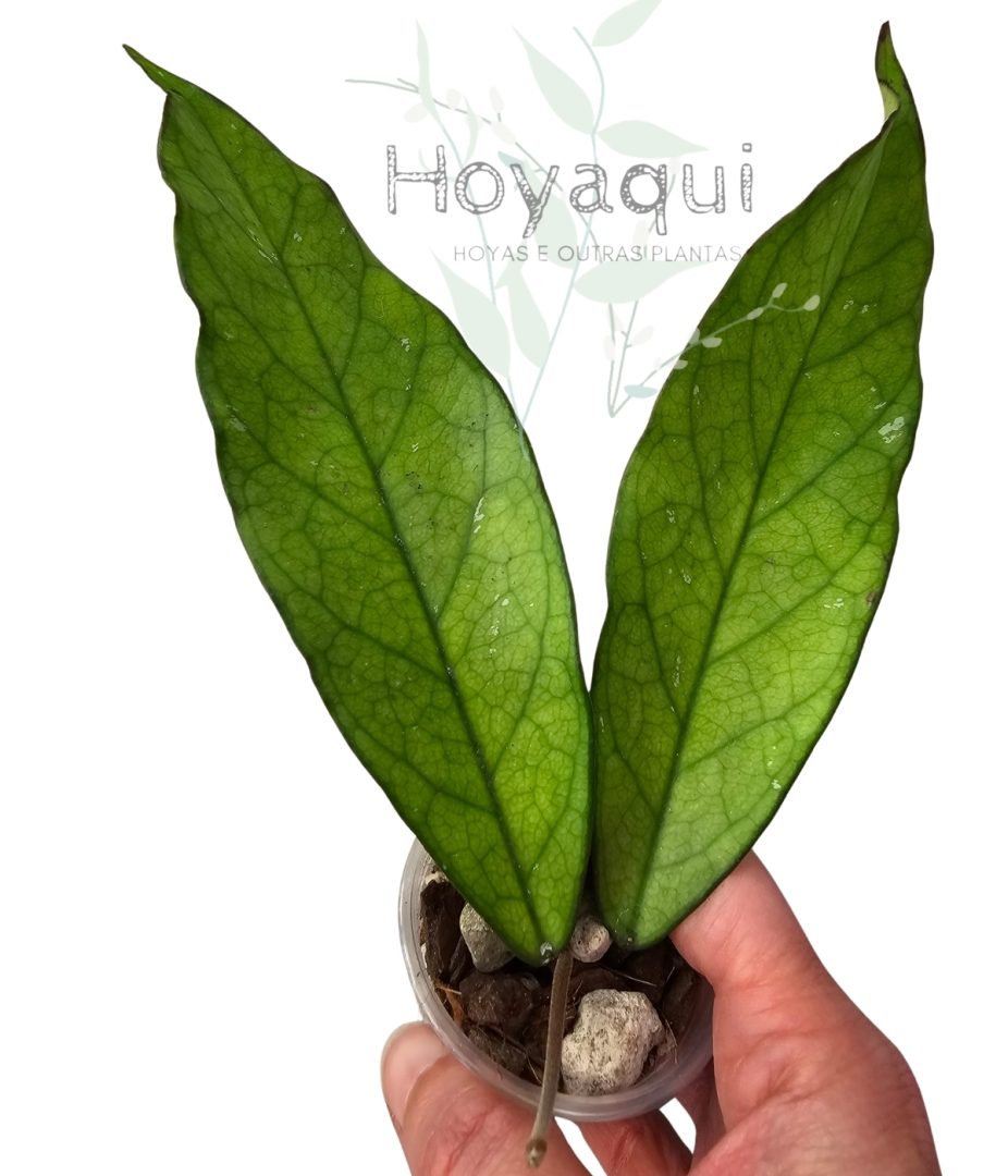 Hoya dasyantha