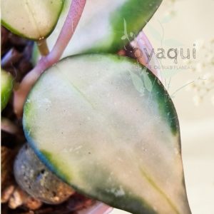 Hoya lacunosa ‘Souma’