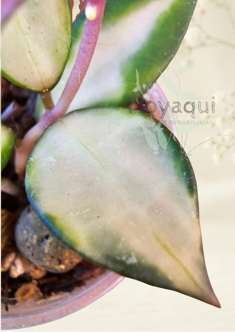 Hoya lacunosa ‘Souma’