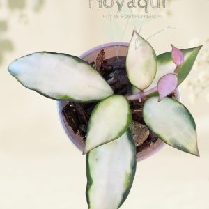 Hoya lacunosa ‘Souma’
