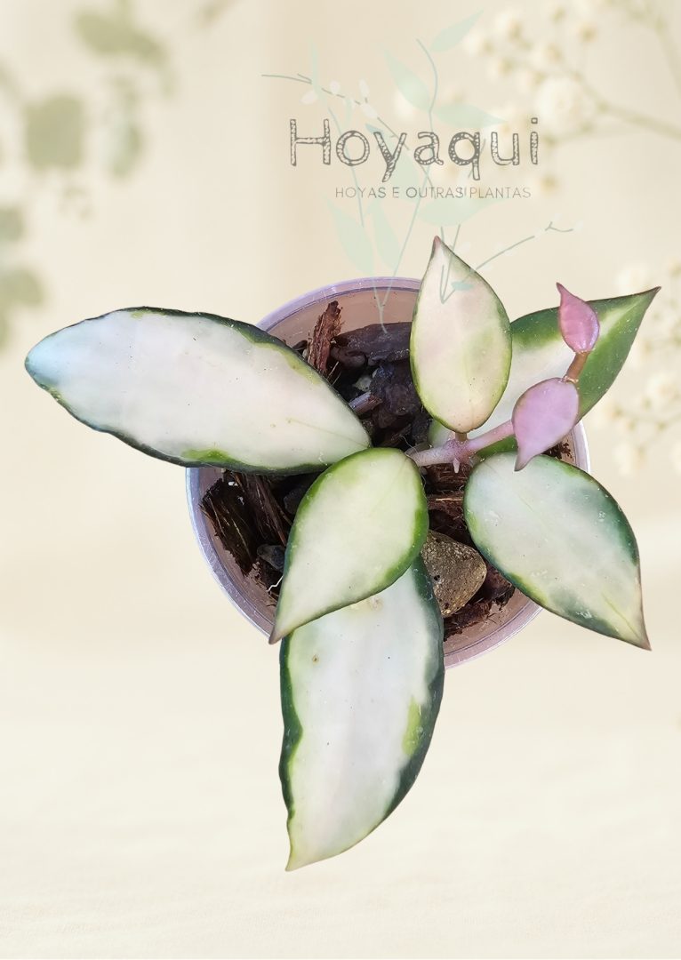 Hoya lacunosa ‘Souma’