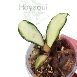 hoya lacunosa 'Souma'