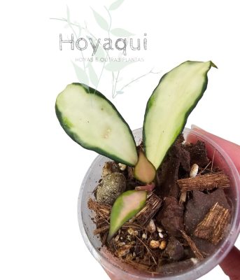 hoya lacunosa 'Souma'