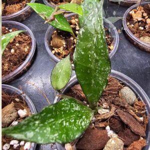 Hoya sp. Cianjur (splash)