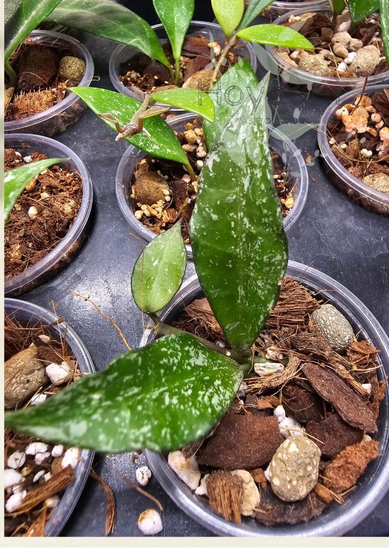 Hoya sp. Cianjur (splash) Hoya sp. Cianjur (splash)