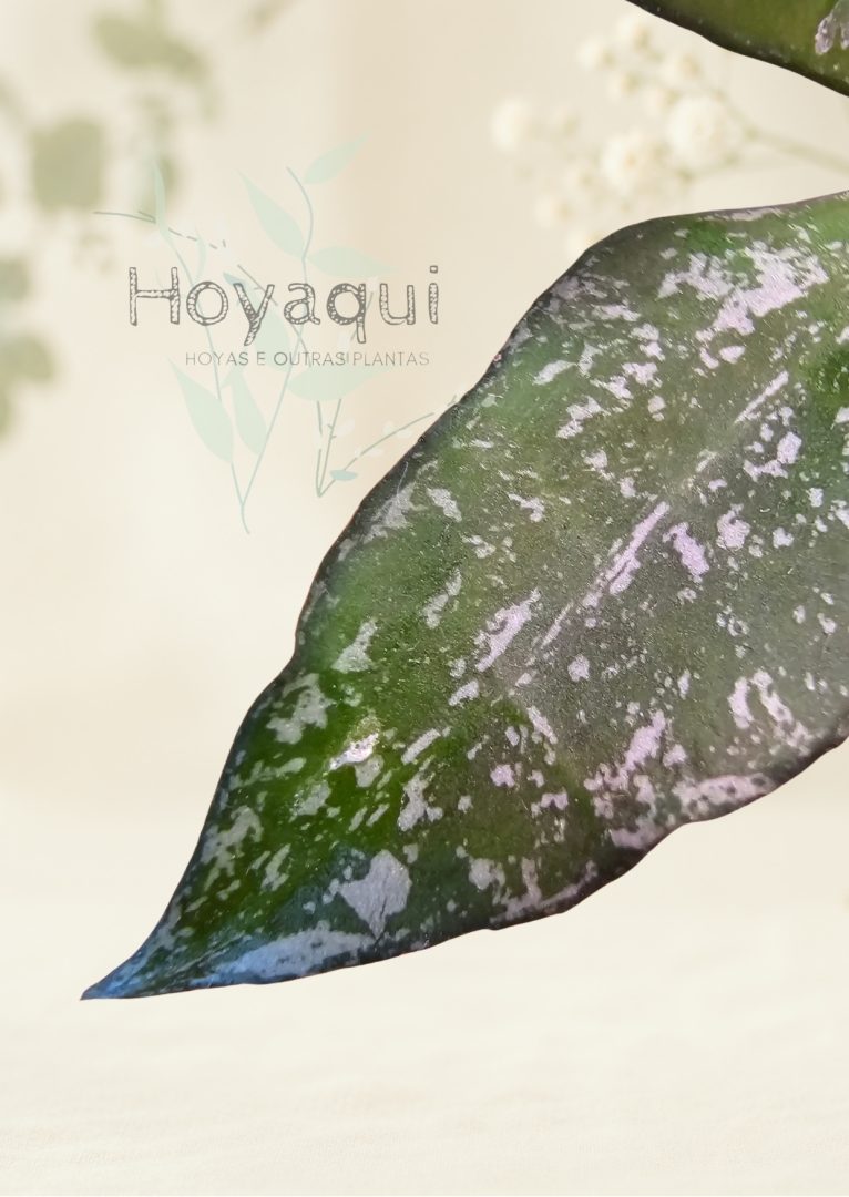 Hoya sp. Cianjur (splash) Hoya sp. Cianjur (splash)
