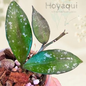 Hoya sp. Cianjur (splash)