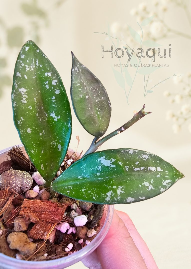 Hoya sp. Cianjur (splash) Hoya sp. Cianjur (splash)