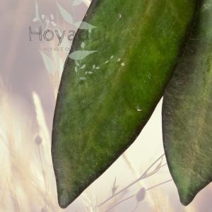Hoya ‘Rosita’ Red Maroon