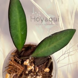 Hoya ‘Rosita’ Red Maroon