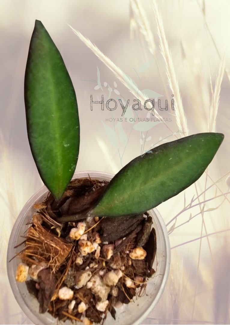 Hoya ‘Rosita’ Red Maroon