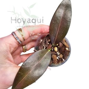 Hoya sp. Papua SF 004