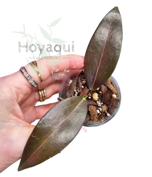 Hoya sp. Papua SF 004