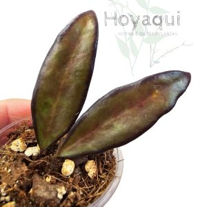 Hoya ‘Rosita’ Red Maroon