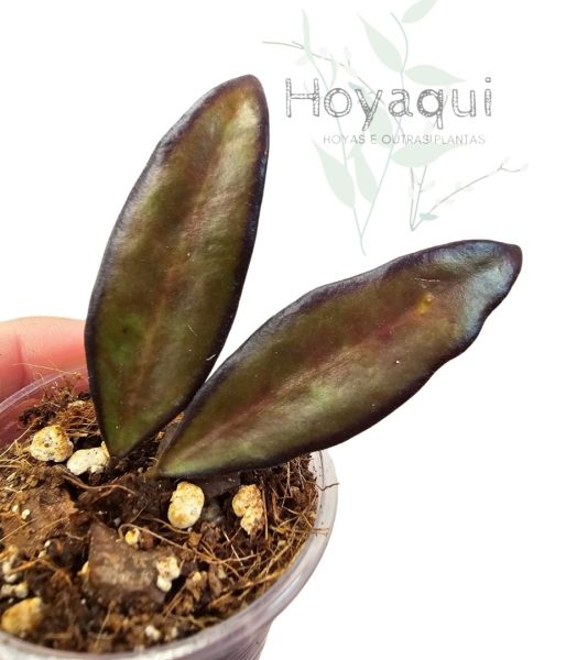 Hoya ‘Rosita’ Red Maroon