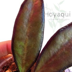 Hoya ‘Rosita’ Red Maroon