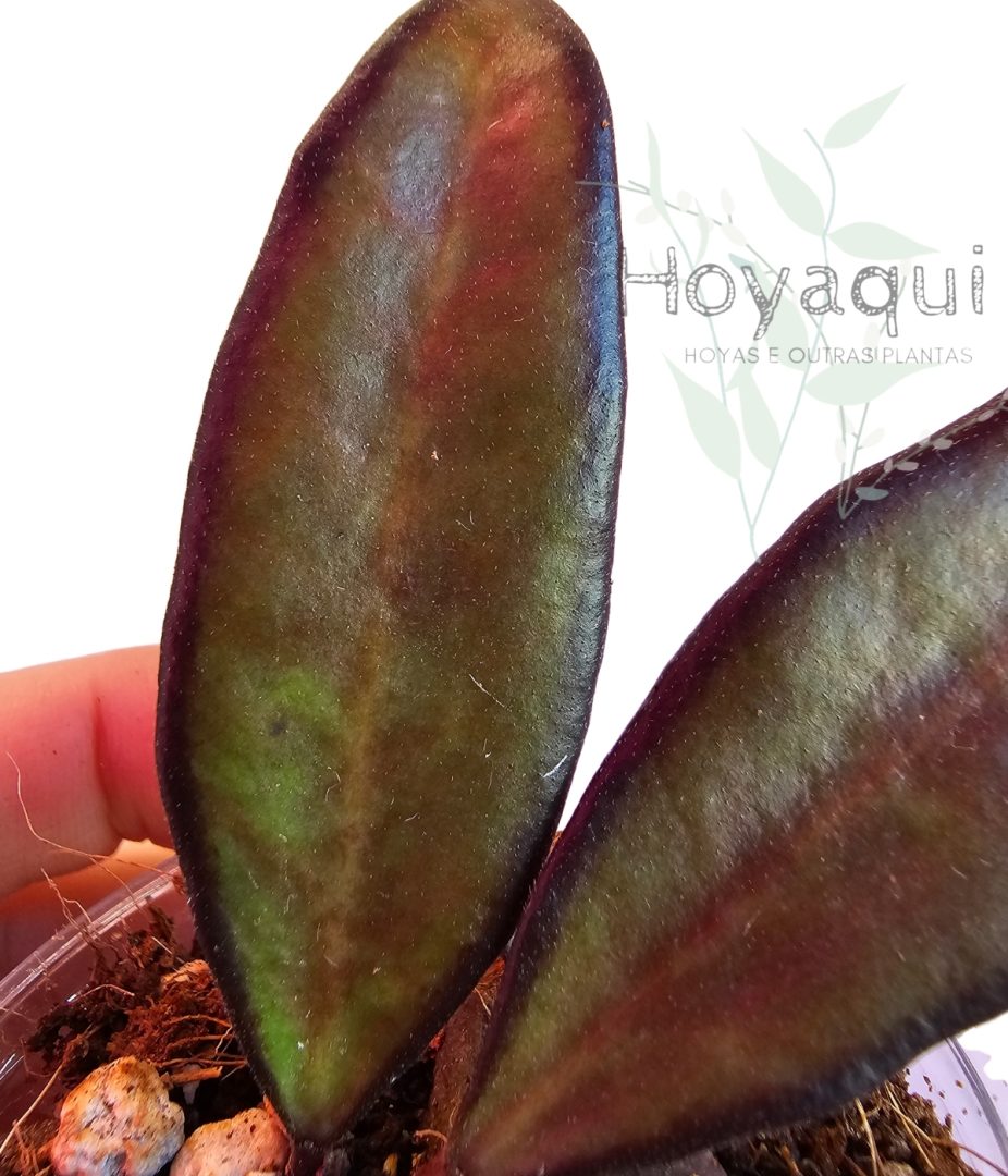Hoya ‘Rosita’ Red Maroon