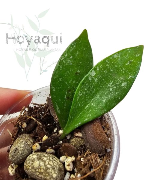 Hoya sp. Cianjur