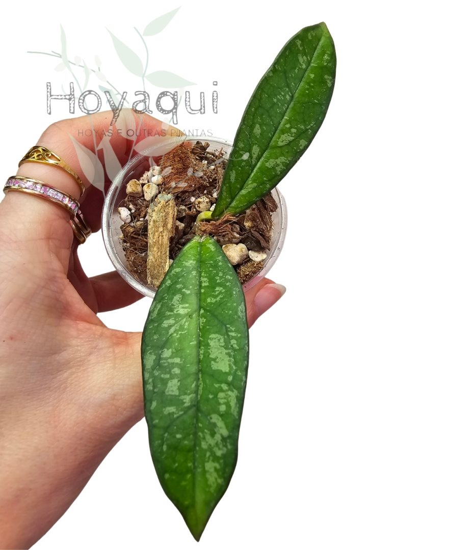 Hoya crassipetiolata splash