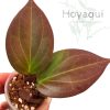 Hoya sp. Papua
