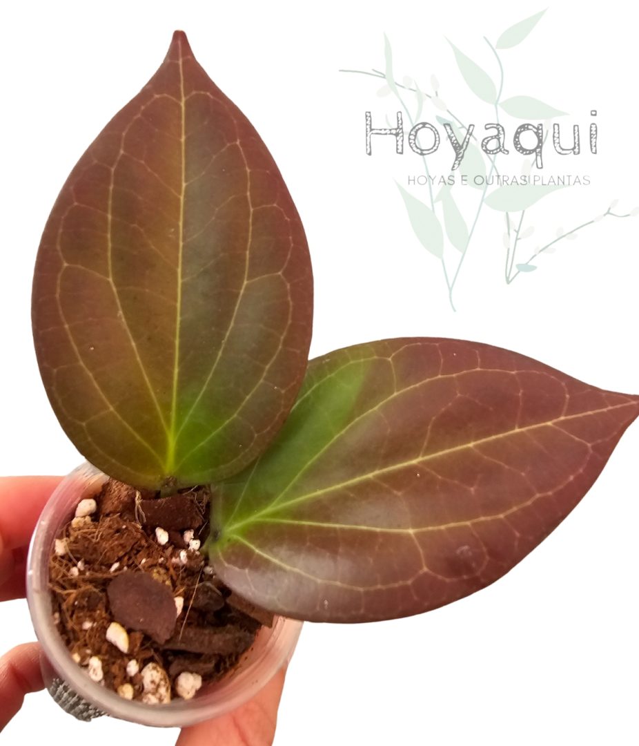 Hoya sp. Papua Hoya sp. Papua