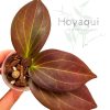 Hoya sp. Papua