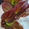 Hoya sp. Papua