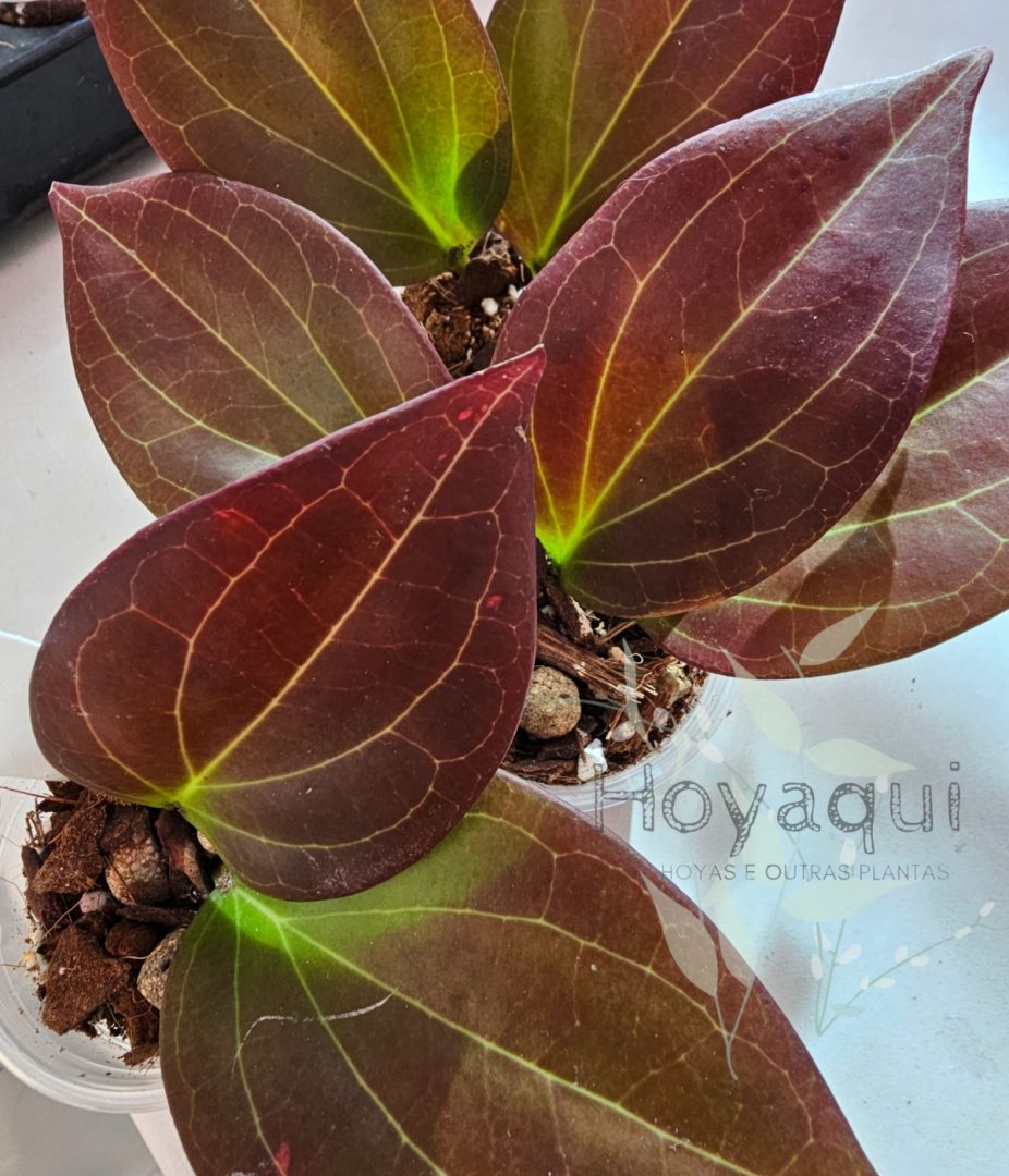 Hoya sp. Papua Hoya sp. Papua