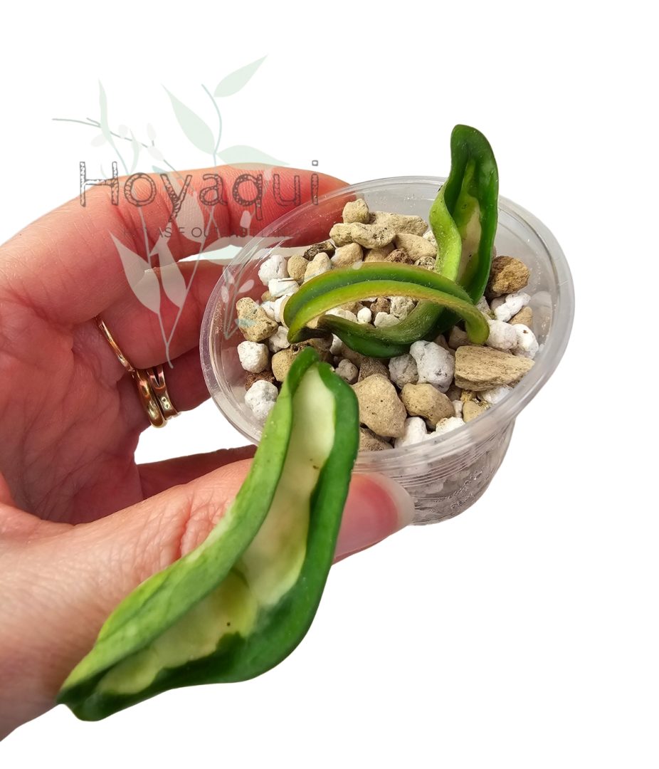 Hoya Krinkle 8 (Inner Variegated)