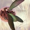 Hoya ‘Rosita’ Red Maroon