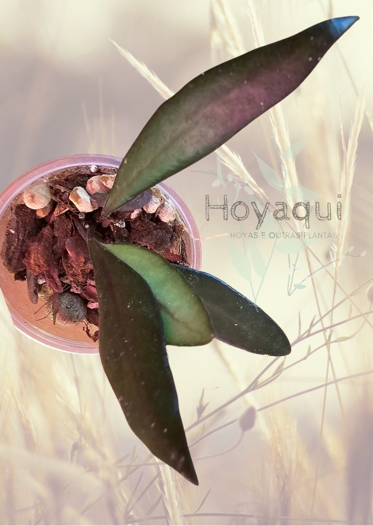 Hoya ‘Rosita’ Red Maroon Hoya ‘Rosita’ Red Maroon