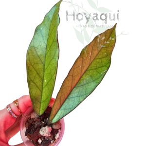 Hoya dasyantha