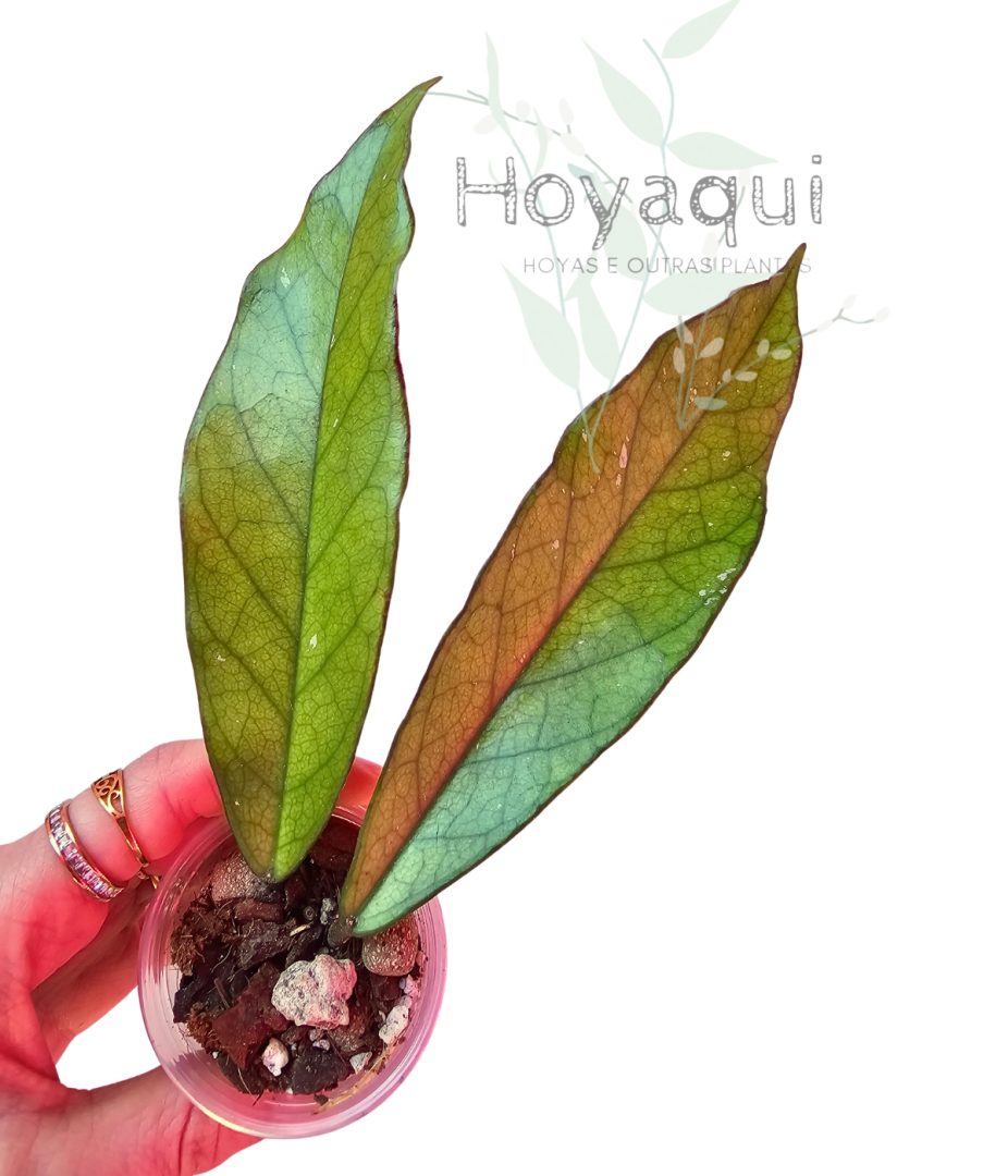 Hoya dasyantha
