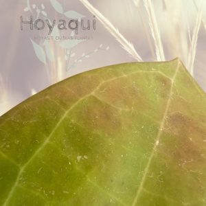 Hoya sp. Maluku
