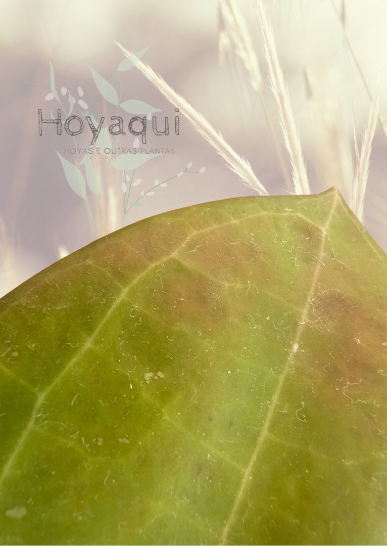 Hoya sp. Maluku