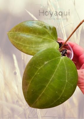 Hoya sp. Maluku