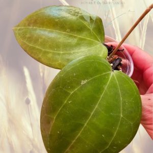Hoya sp. Maluku