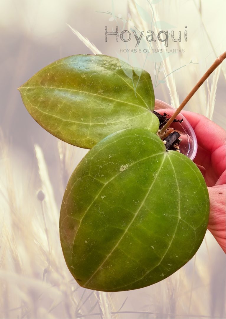 Hoya sp. Maluku